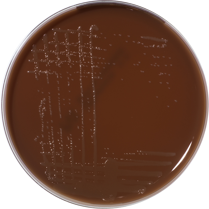 MELAB Chocolate Agar + MultiVitox